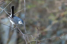 White-browed Gnatcatcher