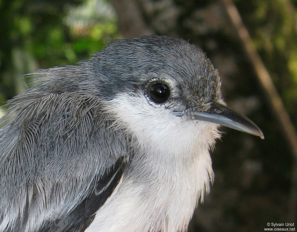 Tropical Gnatcatcher female adult