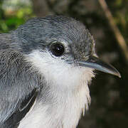 Tropical Gnatcatcher