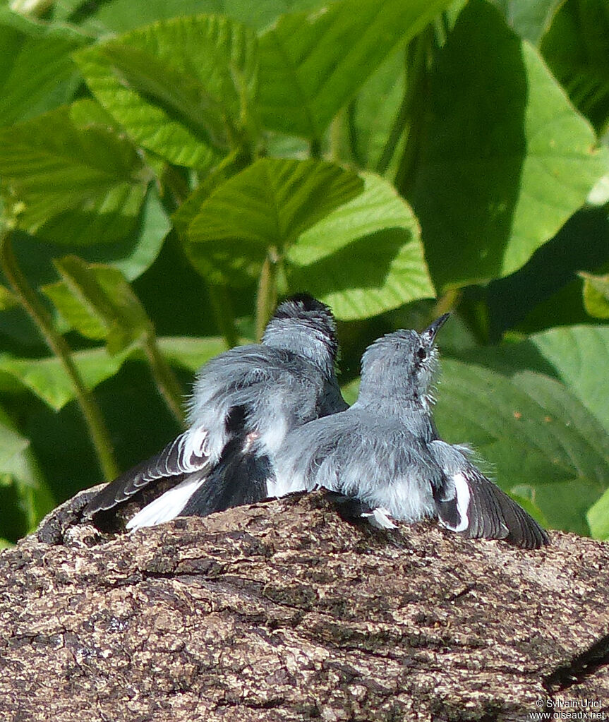 Tropical Gnatcatcher