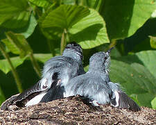 Tropical Gnatcatcher