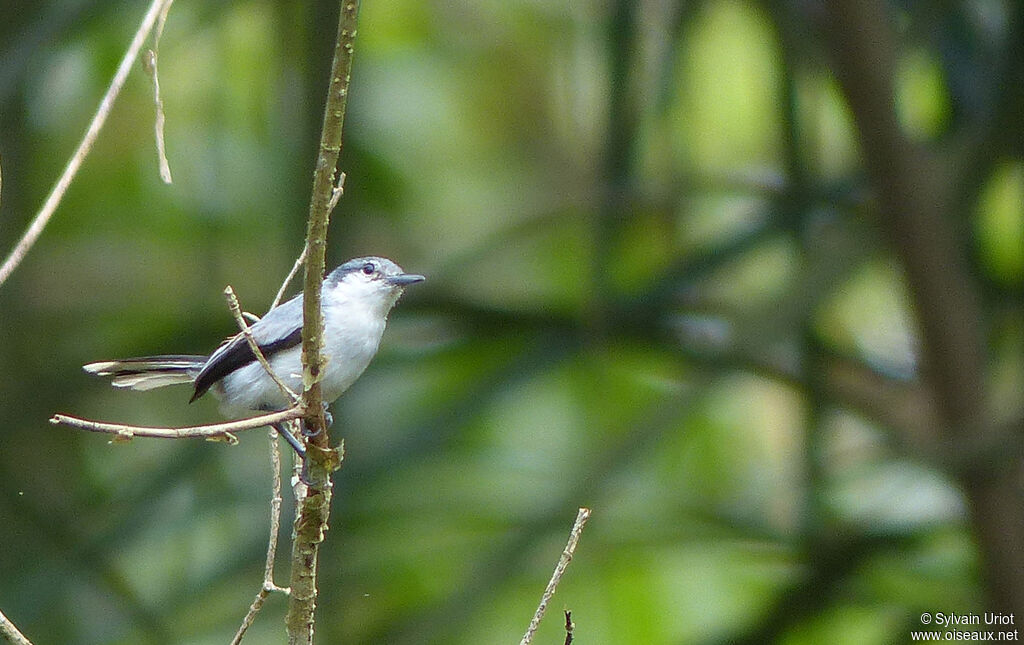 Tropical Gnatcatcher female adult