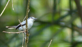 Tropical Gnatcatcher