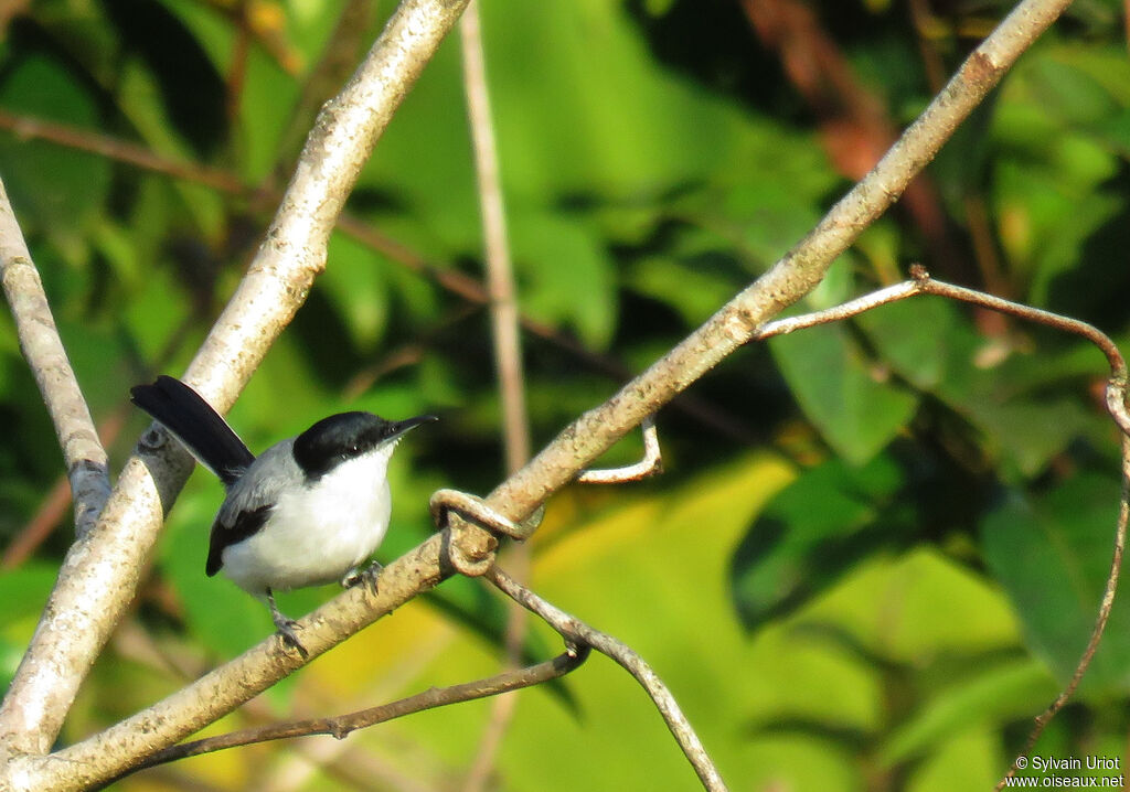 Tropical Gnatcatcher male adult