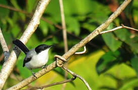 Tropical Gnatcatcher