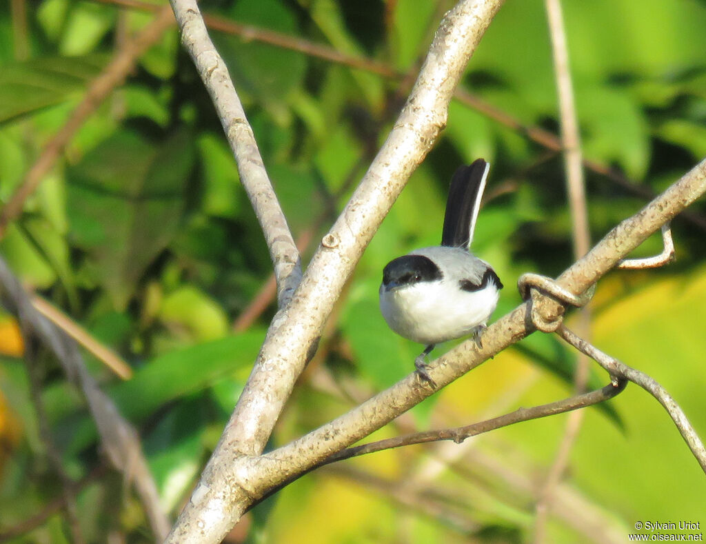 Tropical Gnatcatcher male adult