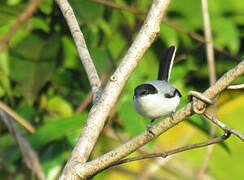 Tropical Gnatcatcher