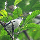 Gobemoucheron tropical