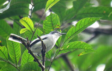 Gobemoucheron tropical