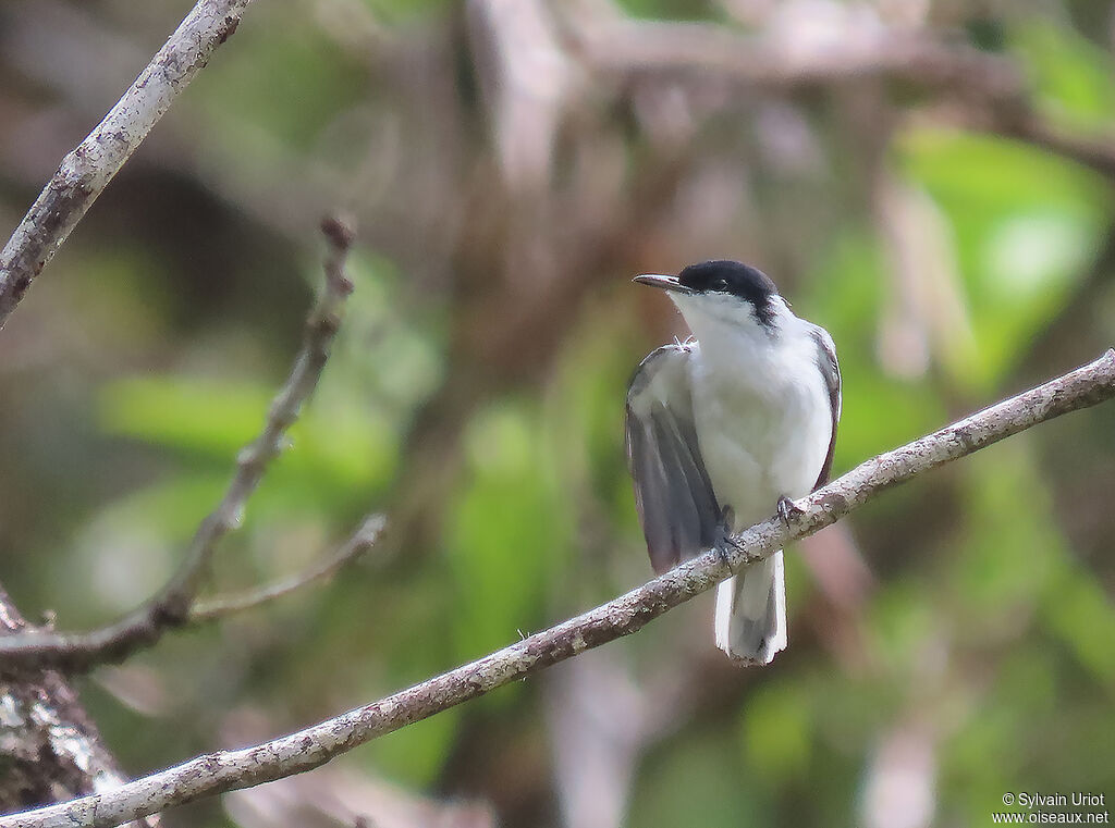 Tropical Gnatcatcher male adult