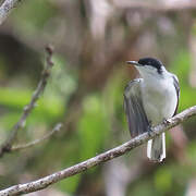 Tropical Gnatcatcher