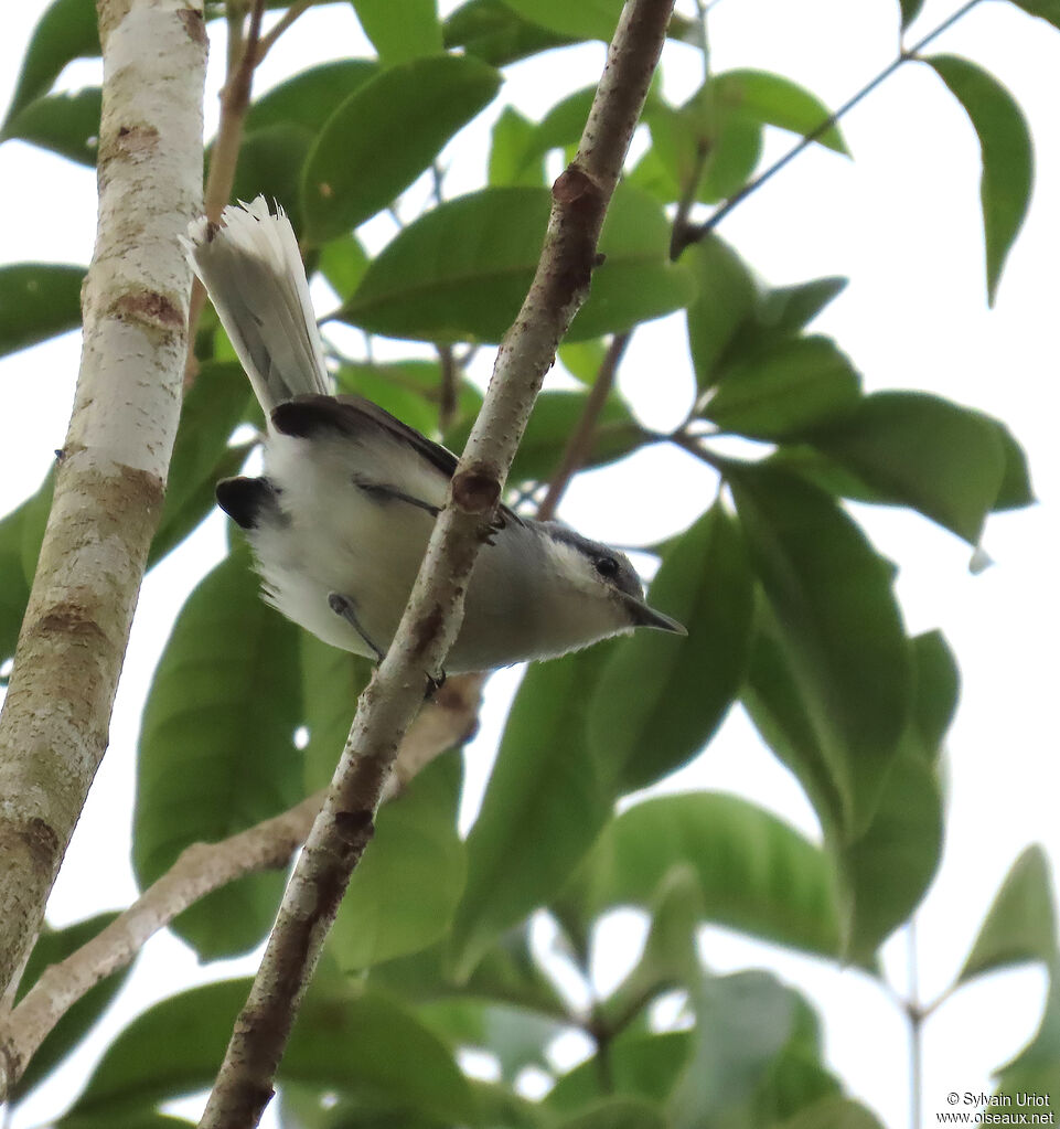 Tropical Gnatcatcher female adult