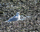 Goéland à ailes blanches