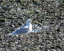 Iceland Gull