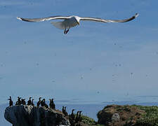 European Herring Gull