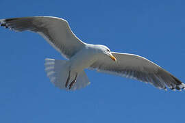 European Herring Gull