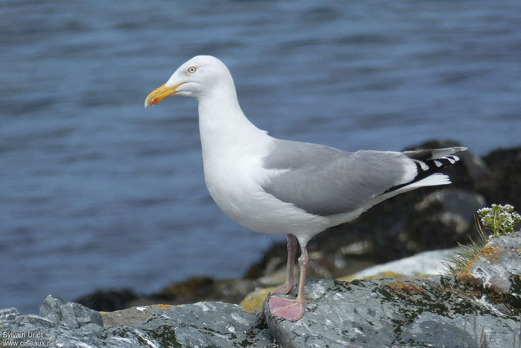 European Herring Gulladult breeding, identification