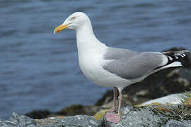 European Herring Gull