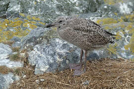 European Herring Gull