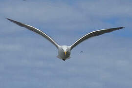 European Herring Gull