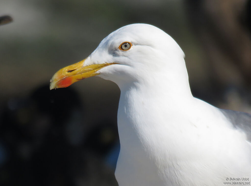 Goéland argentéadulte