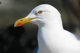 European Herring Gull