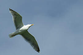 European Herring Gull