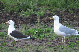 Lesser Black-backed Gull