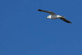 Common Gull