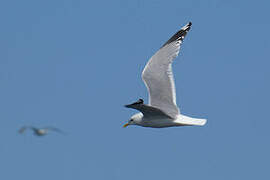 Common Gull