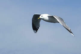 Common Gull