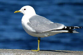 Common Gull