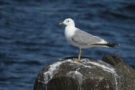 Mew Gull