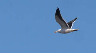 Kelp Gull