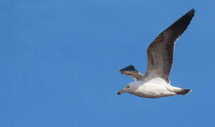 Kelp Gull