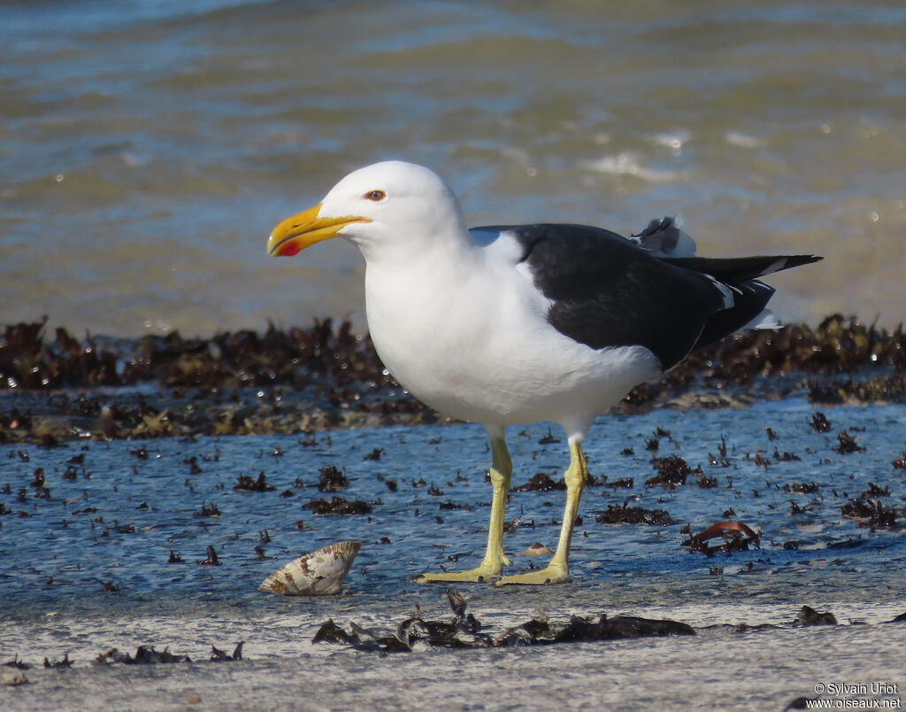 Goéland dominicainadulte