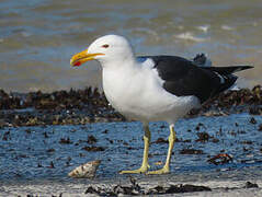 Kelp Gull