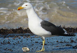 Kelp Gull