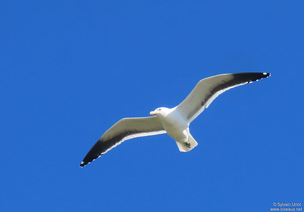 Goéland dominicainadulte