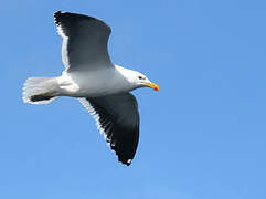 Kelp Gull