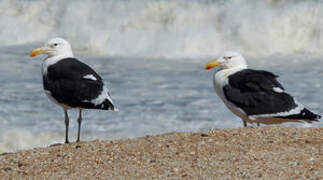 Kelp Gull