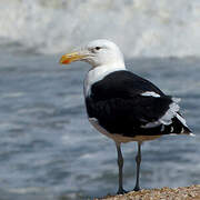 Kelp Gull