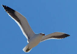 Kelp Gull