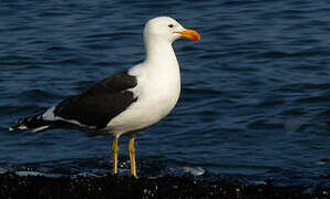 Kelp Gull