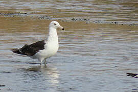 Kelp Gull