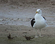 Kelp Gull