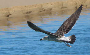 Kelp Gull