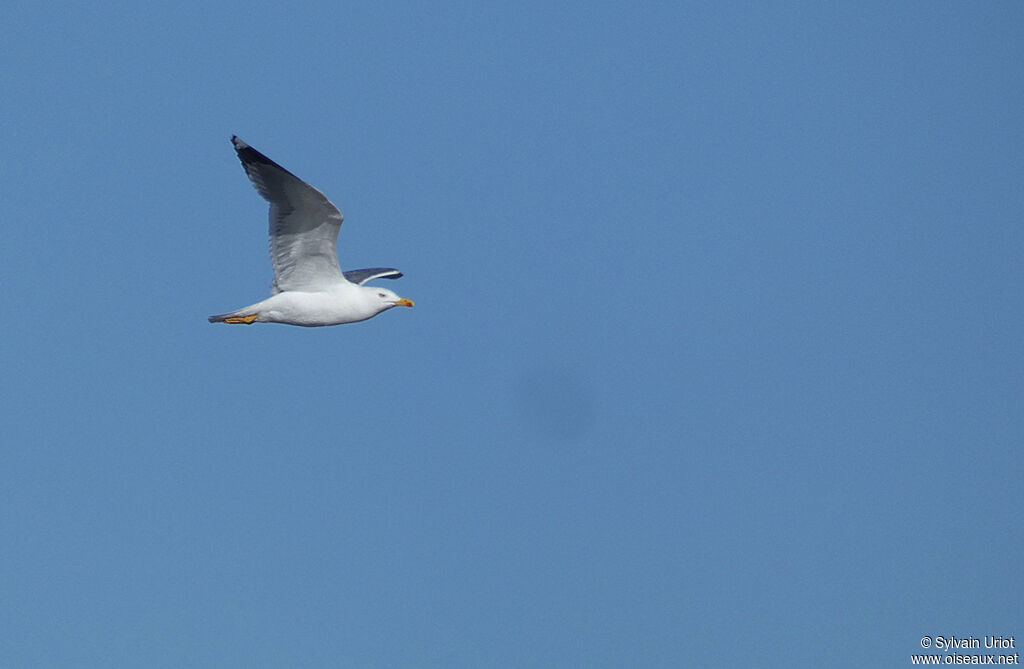 Yellow-legged Gulladult