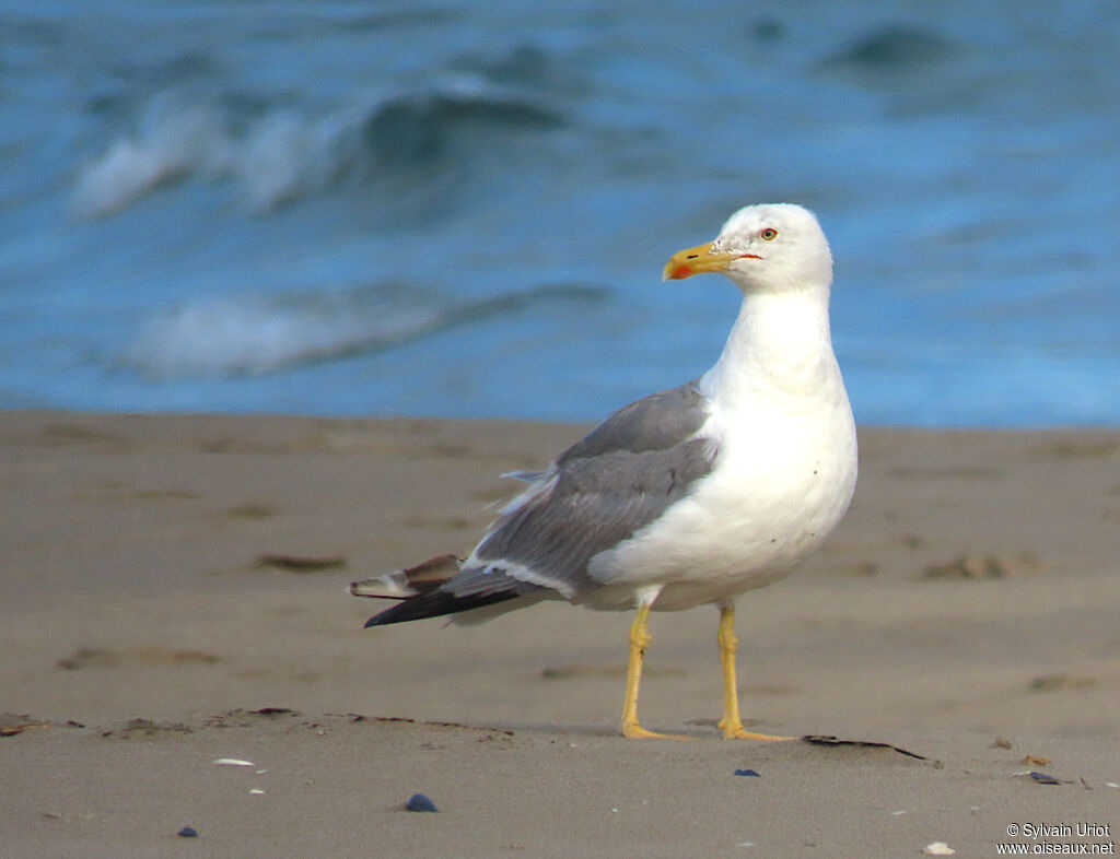 Yellow-legged Gulladult breeding