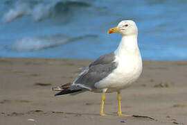 Yellow-legged Gull